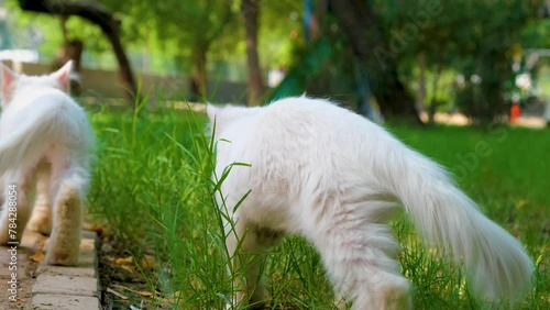 two cats walk in park. Cats concept. Cats and kittens. pet cat playing on grass, close up video of pet cat, cat playing, cats kitten's and pets concept, cat playing.