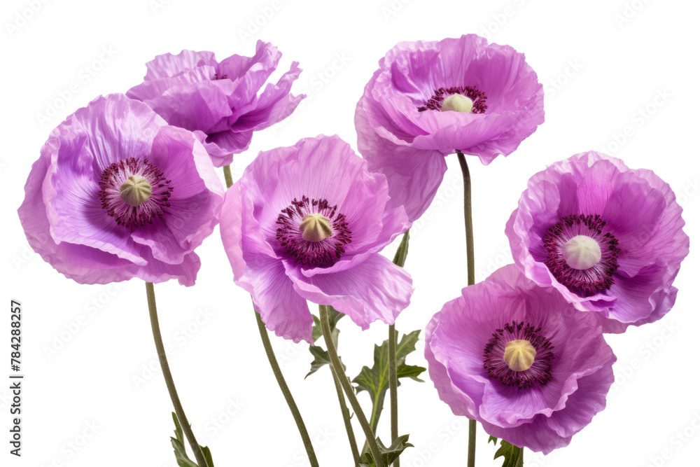 Purple poppies are blooming full of elegance Isolated on transparent background. Purple poppies are blooming full of elegance Isolated on transparent background.