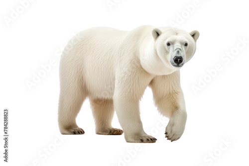 Polar bear cub isolated on white background in the Arctic winter  Isolated on transparent background.