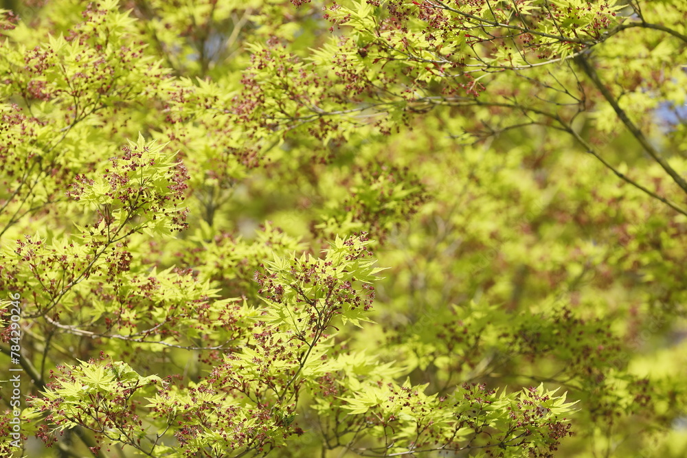 Fototapeta premium 春の紅葉、モミジの花