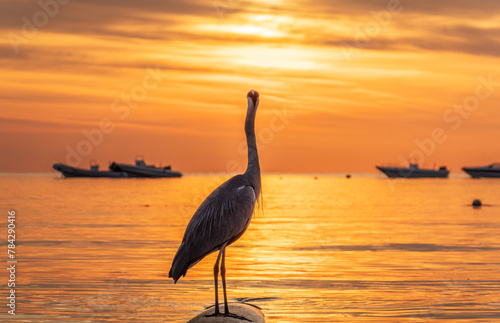 Εκτύπωση καμβά A heron hunting in the sea in the sunset or sunrise light