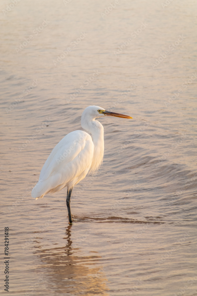 Great egret (Ardea alba), a medium-sized white heron fishing on the sea beach Great egret (Ardea alba), a medium-sized white heron fishing on the sea beach