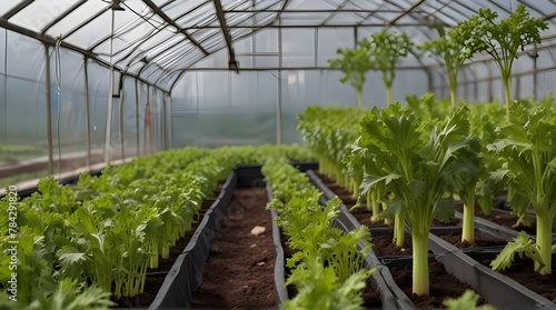 Celery crops in greenhouse .Generative AI