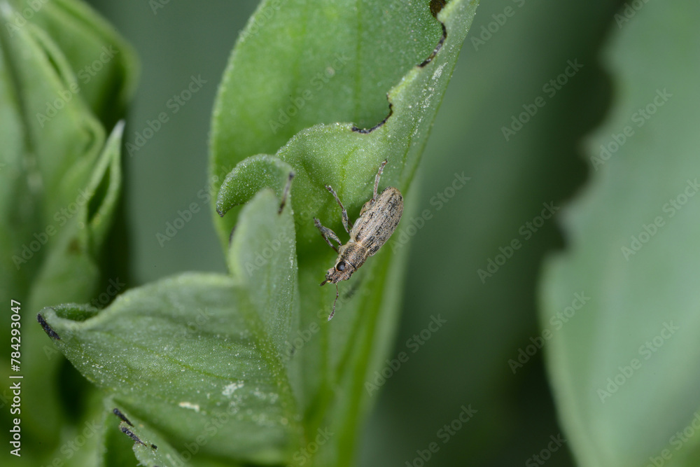 Blattrandkäfer, Sitona lineata, Sitona lineatus Blattrandkäfer, Sitona lineata, Sitona lineatus