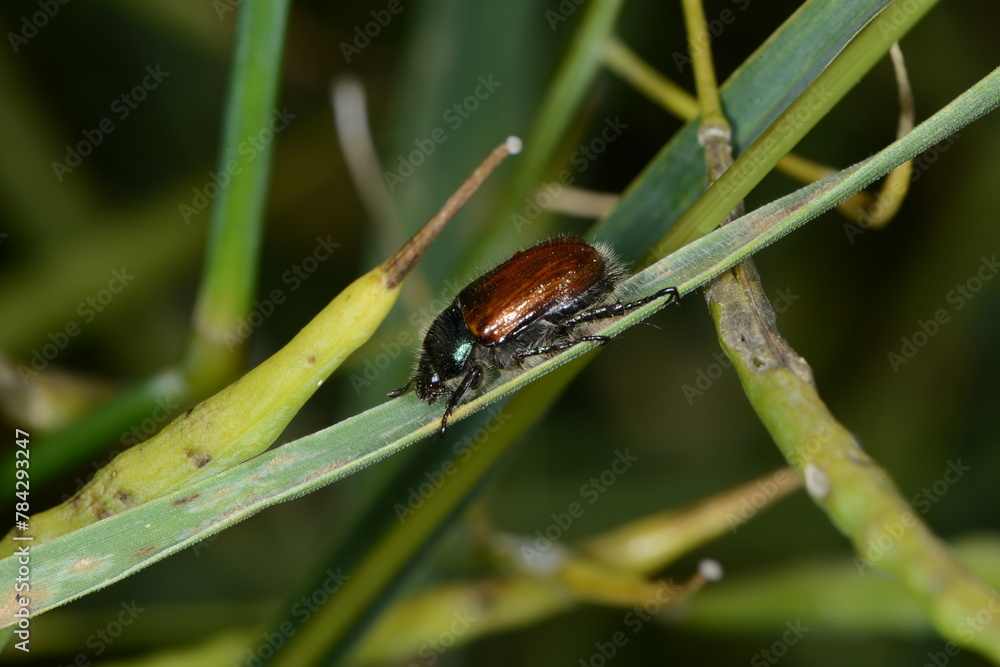 Gartenlaubkäfer, Phyllopertha horticola Gartenlaubkäfer, Phyllopertha horticola