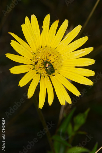 Fallkäfer, Cryptocephalus hypochaeridis photo