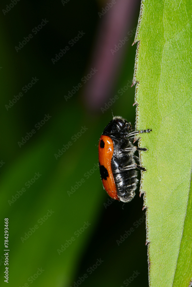 Ameisensackkäfer, Clytra laeviuscula Ameisensackkäfer, Clytra laeviuscula