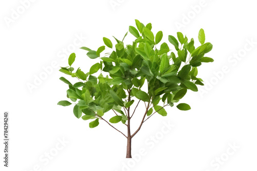 A minimalist style tree  Isolated on a transparent background.