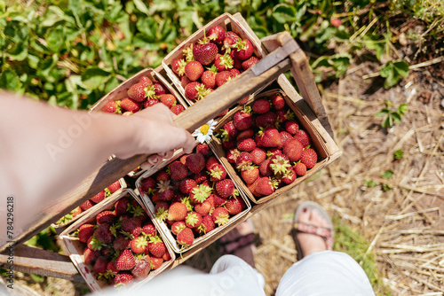 Close Up of woman holding strawberry basket photo