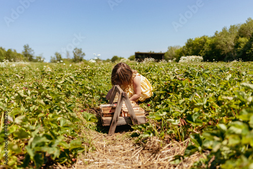 Young girl picking strawberries in field with basket photo