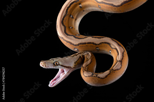 Close up photo of a tiger head albino python photo