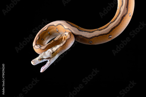 Close up photo of a tiger head albino python photo