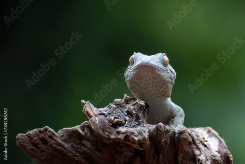 Tokay gecko on tree branch after molting photo