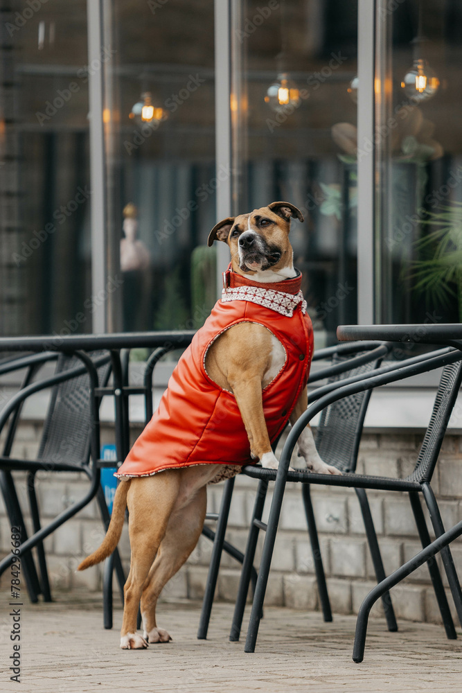 A phenotypic American Staffordshire Terrier dog in the spring in the city. A dog in a red vest.