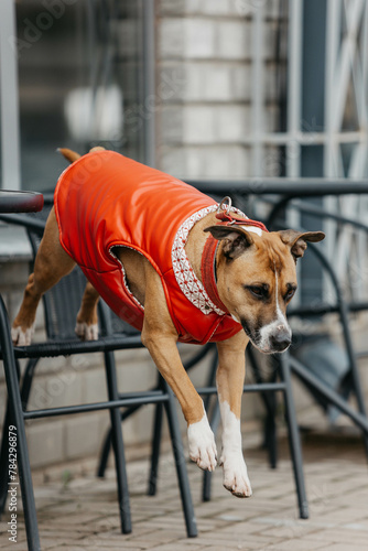 A phenotypic American Staffordshire Terrier dog in the spring in the city. A dog in a red vest. photo