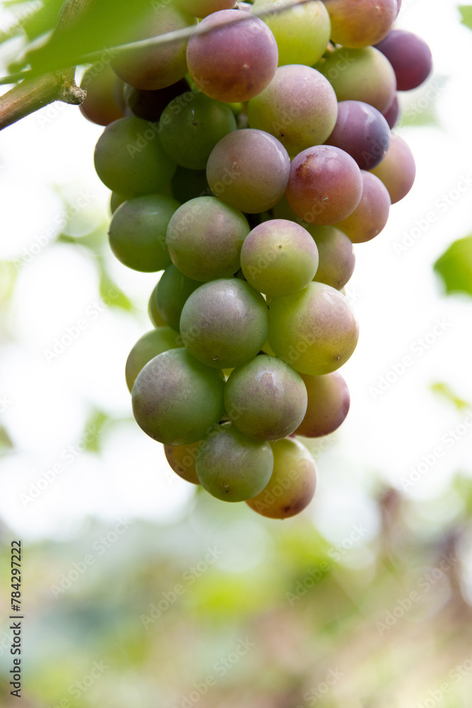 Green grapes on the vine Green grapes on the vine