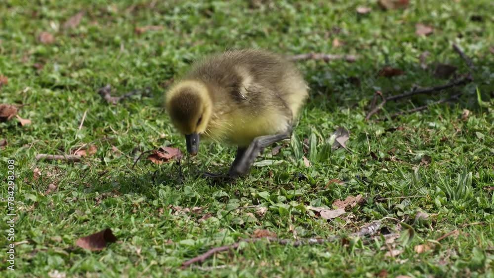 Close up of a beautiful yellow fluffy greylag goose baby gosling in spring, Anser anser is a species of large goose in the waterfowl family Anatidae Close up of a beautiful yellow fluffy greylag goose baby gosling in spring, Anser anser is a species of large goose in the waterfowl family Anatidae