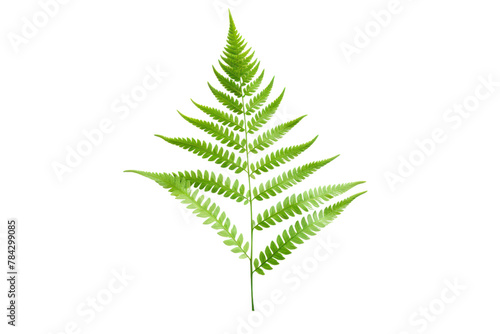 light green fern placed on a white background The pattern of fern leaves is beautiful and sweet, isolated on transparent background.