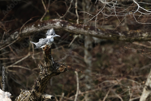 Crested Kingfisher on tree in quiet forest