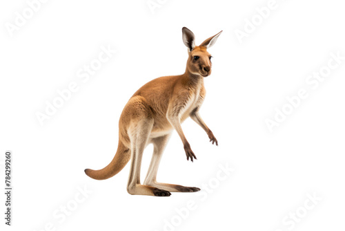 Kangaroo jumping , isolated on transparent background. photo