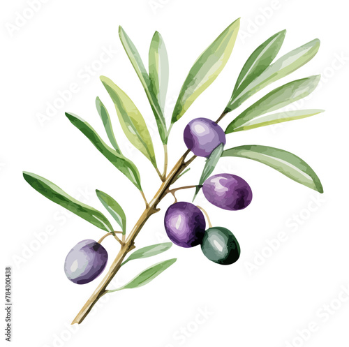 Watercolor painting of black olive on branch  isolated on a white background  Olive vector  drawing clipart  Illustration Vector  Graphic Painting  design art  logo