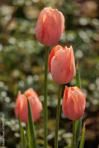 Tulpenbl  te und Fr  hlingserwachen im Garten