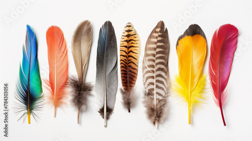 A vibrant array of bird feathers in various colors and patterns, laid out on a white background. © Ritthichai