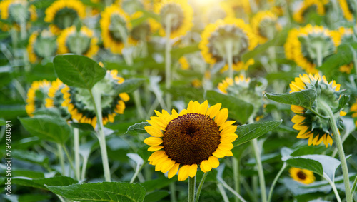 A sunflower stands out from the field