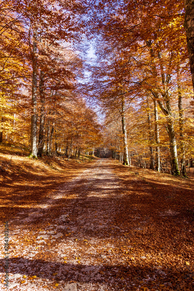 Fototapeta premium mystic view of mountain forest in autumn