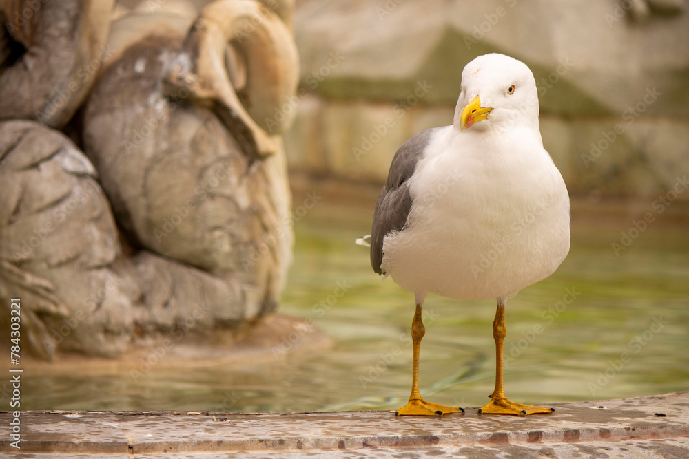 Seagull on fountain in Rome Seagull on fountain in Rome