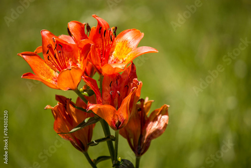 Fotografie lilium bulbiferum  of italian alps