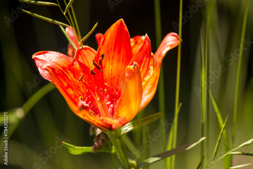 lilium bulbiferum  of italian alps photo