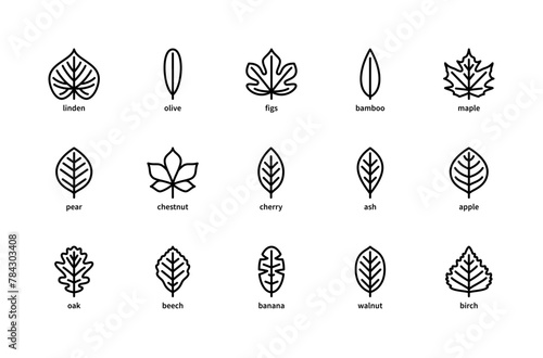 Plant leaves and their name vector linear icons. Isolated icon  collection of leaves plants linden, olive, figs, bamboo and more.