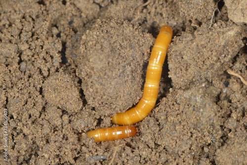 Schnellkäfer, Drahtwurm, Larve,  Agriotes lineatue, Agriotes obscurus