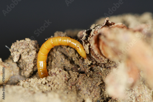 Vászonkép Schnellkäfer, Drahtwurm, Larve,  Agriotes lineatue, Agriotes obscurus