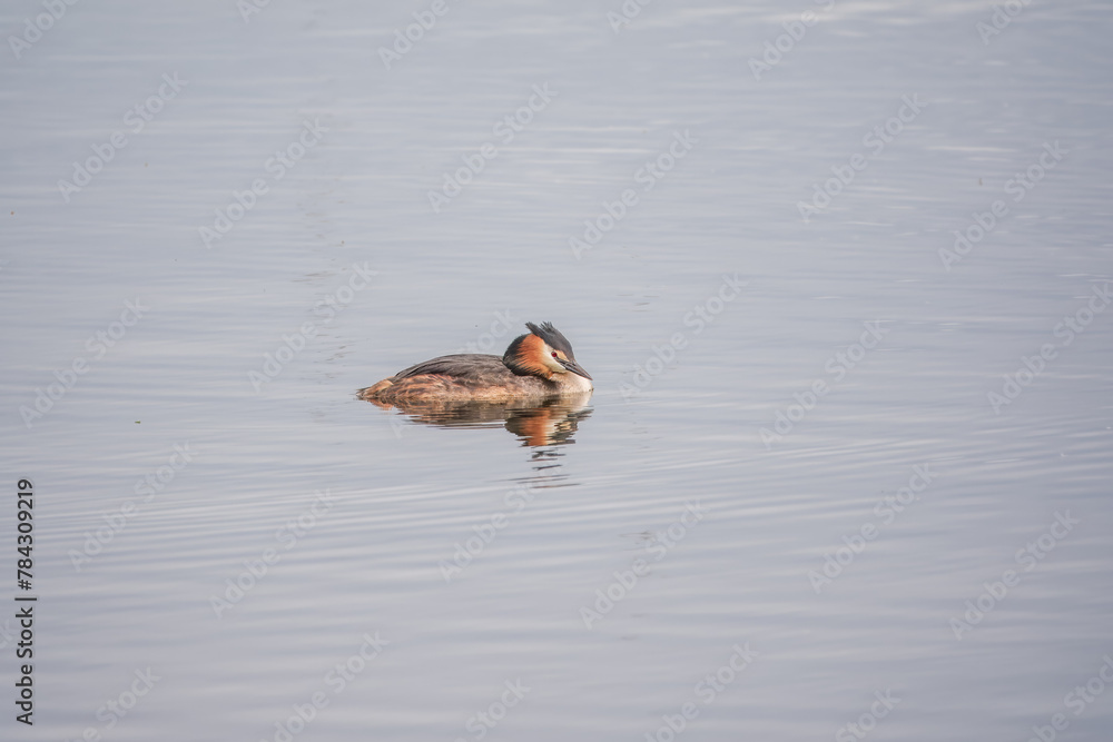 The waterfowl bird Great Crested Grebe swimming in the calm lake The waterfowl bird Great Crested Grebe swimming in the calm lake