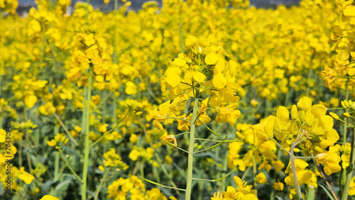 Flowering canola or rapeseed field