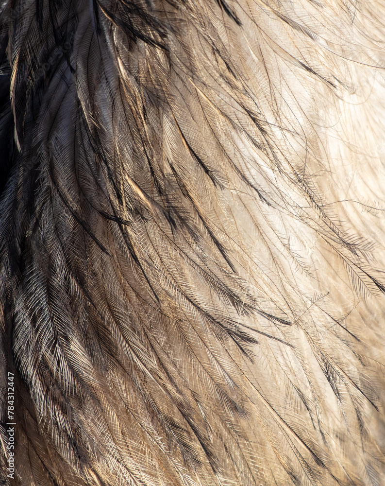 Fototapeta premium Ostrich feathers as an abstract background. Texture