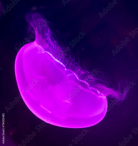 Pink jellyfish swims in the sea on a black background