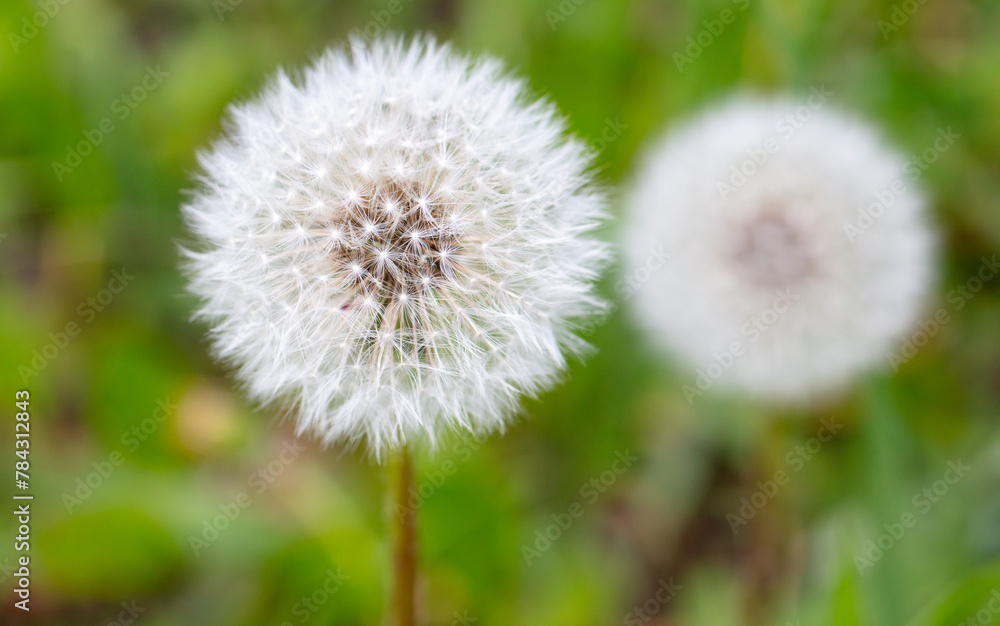 Fluffy dandelions in nature in spring Fluffy dandelions in nature in spring