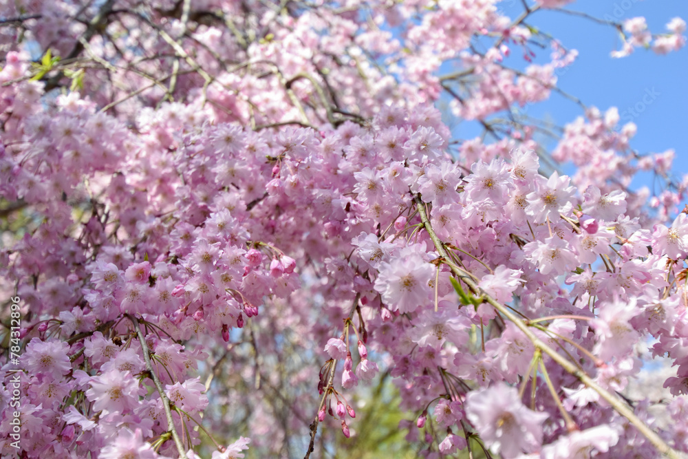 七谷川「和らぎの道】桜 七谷川「和らぎの道】桜