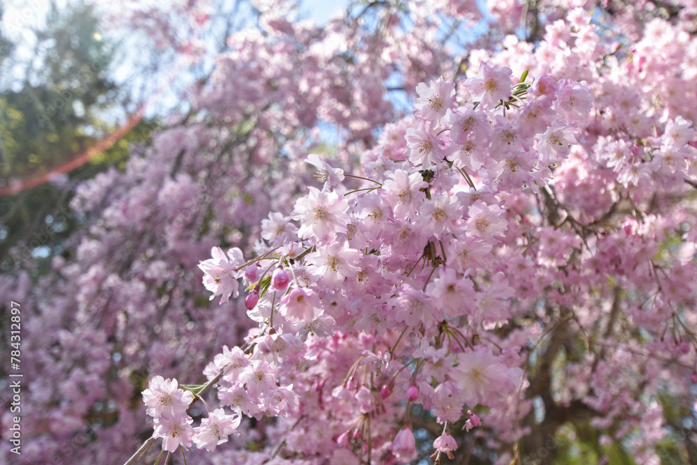 七谷川「和らぎの道】桜