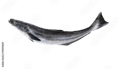 Cuadro en lienzo Cobia fish isolated on white background