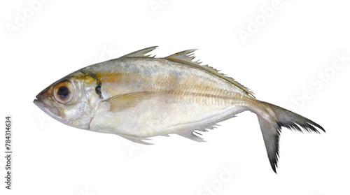 Bigeye scad fish isolated on white background 