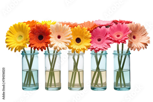 Colorful Gerbera flowers lined up in a clear glass vase, Isolated on transparent background.