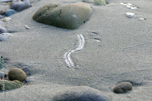 A salp chain on a beach in New Zealand photo