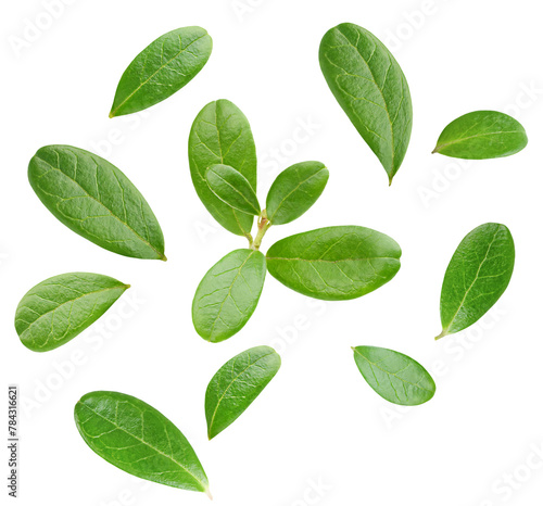 floating cowberry leaves on white isolated background