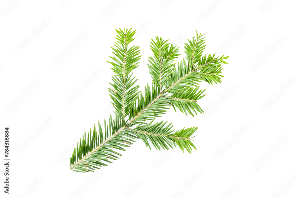 Green fir branch isolated on white background. Item for packaging, design, mockup.