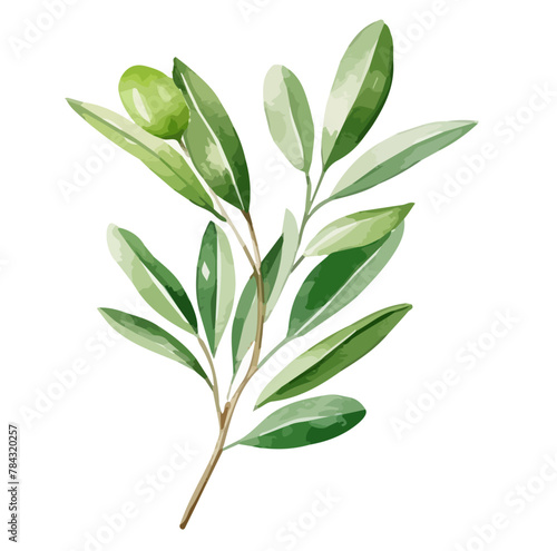 Watercolor painting vector of olive on branch with leaves  isolated on a white background  olive vector  clipart Illustration  Graphic logo  drawing design art  clipart image