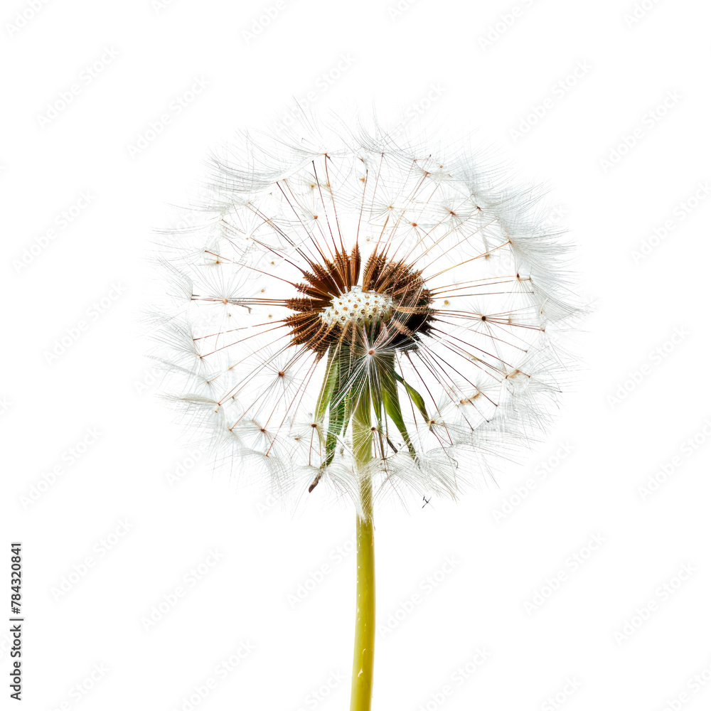 Fototapeta premium Dandelion. Isolated on transparent background.
